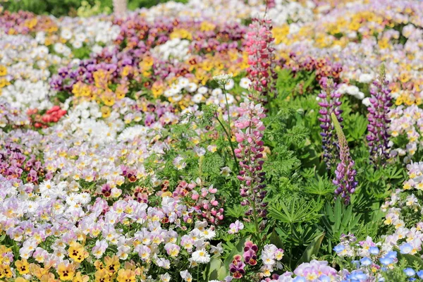 Blumengarten Japan — Stockfoto