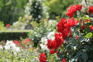 Yokohama, Japonya 'da kırmızı güller