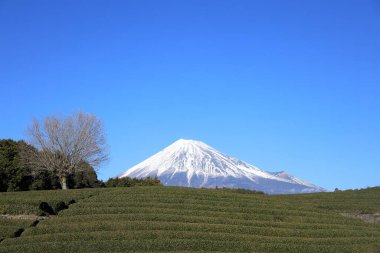 Mt. Fuji and tea field in Shizuoka, Japan (winter) clipart