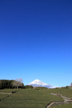 Mt. Fuji and tea field in Shizuoka, Japan (winter) clipart