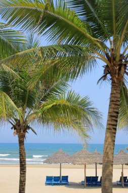Benim Khe Beach 'im, Danang, Vietnam' da plaj şemsiyesi ve palmiye ağacı.