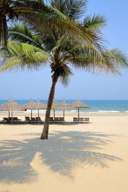 Benim Khe Beach 'im, Danang, Vietnam' da plaj şemsiyesi ve palmiye ağacı.