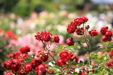 Japonya 'da kırmızı güller