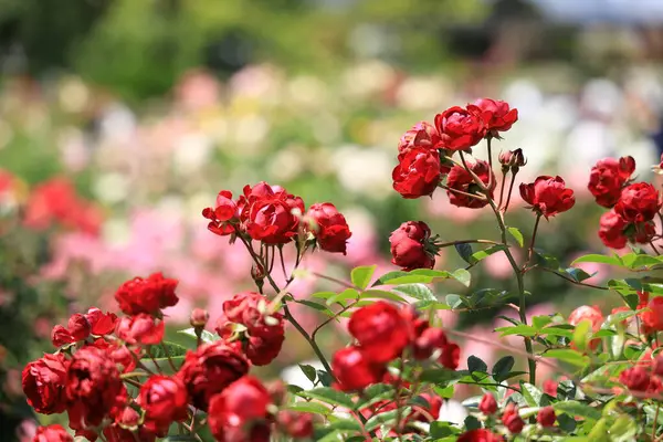 Japonya 'da kırmızı güller