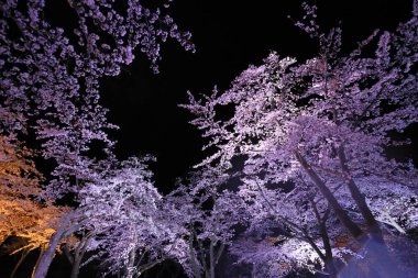 Sakura 'da kiraz çiçekleri sato yok, Izu, Shizuoka, Japonya (gece sahnesi)