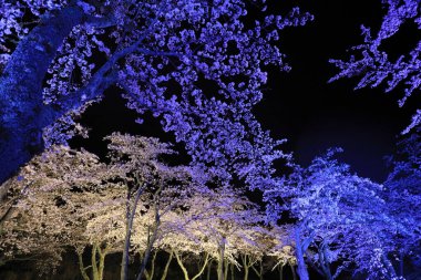 Sakura 'da kiraz çiçekleri sato yok, Izu, Shizuoka, Japonya (gece sahnesi)