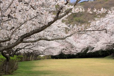 Inatori dağlık kesimindeki kiraz ağaçları, Higashi Izu, Shizuoka, Japonya