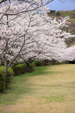 Inatori dağlık kesimindeki kiraz ağaçları, Higashi Izu, Shizuoka, Japonya