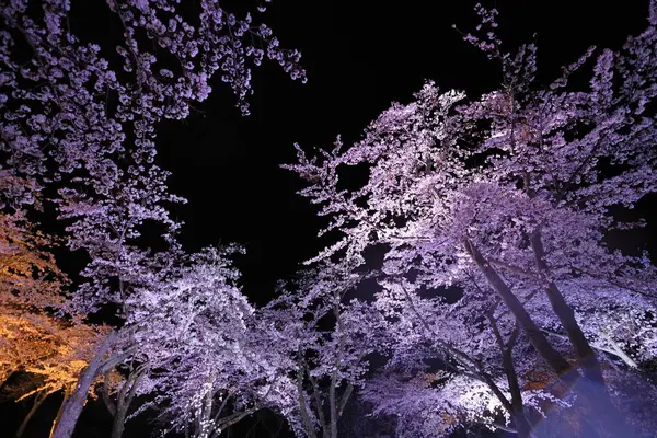 Sakura 'da kiraz çiçekleri sato yok, Izu, Shizuoka, Japonya (gece sahnesi)