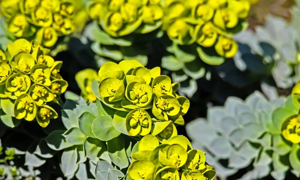 Sluitingen Van Geïsoleerde Gele Bloeiende Mirtebolletjes Euphorbia Myrsinites Het Voorjaar — Stockfoto