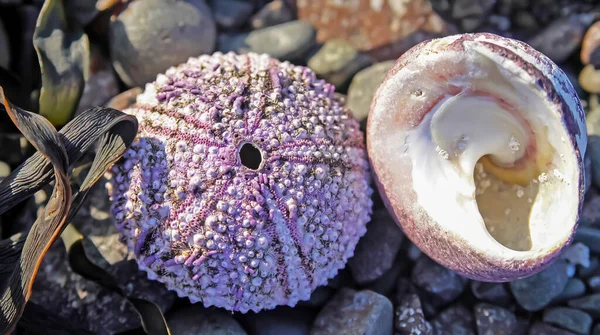 Closeup One Isolated Sea Snail Urchin Shell Algae Pebble Beach — Stock Photo, Image