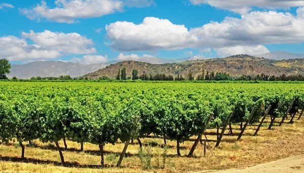 Hermoso Valle Soleado Con Viñedos Chilenos Verdes Rodeados Montañas Famosa — Foto de Stock