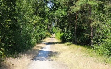 Limburg Toplu Kumulları 'nda güzel doğal yürüyüş ve bisiklet yolu, karışık ormanlık - Maasduinen (Arcen yakınlarında), De Hamert NP, Hollanda