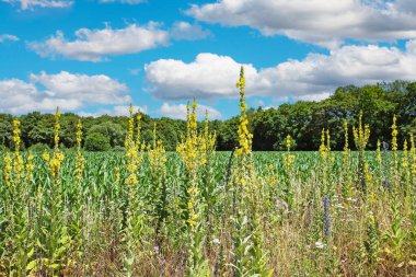 Güzel Hollanda tipik manzarası, yeşil tarım alanı ve ormanı, vahşi sarı mullein çiçekleri (verbascum thapsus) - Limburg (Bergen yakınlarındaki Maasduinen), Hollanda