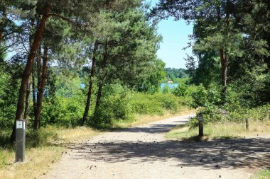 Güzel Hollanda döngüsü ve yürüyüş yolu, çam ormanı maas kumulları yazın mavi göl manzarası - Reindersmeer, Massduinen NP, Hollanda