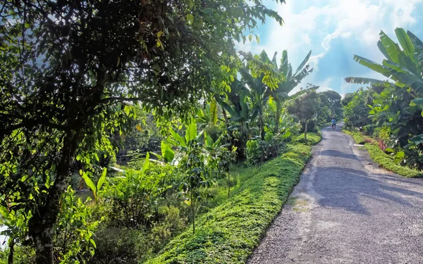 Güzel Vietnam manzarası, nehir kenarı mekong delta bisiklet yolu sabah muz ağaçları ile Cai Be, Vietnam