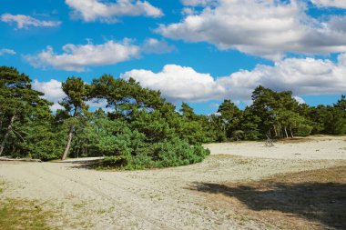 Yazın yeşil İskoç çam ağaçlarıyla güzel bir Hollanda kum tepesi manzarası Loonse en Drunense Duinen, Hollanda