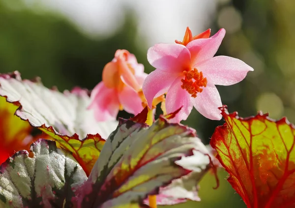 Closeup Isolated Blooming King Begonia Rex Cultivar Purple Green White — Stock Photo, Image