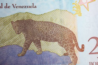 Venezuela üzerinde Jaguar 'ın Portresi (Panthera onca) 20 Bolivar para birimi banknotu (merkeze odaklan)