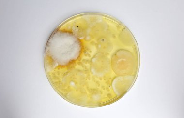 Küf testi petri kabı. Beyaz arka plandaki havadaki küf kirliliğini ölçmek için spor kolonileri ile birlikte.