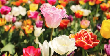Değişik renklerde lale çiçekleri olan tarla (merkezde pembe çiçeğe odaklan - kıvrımlı püsküllü Sue, tulipa melezi)