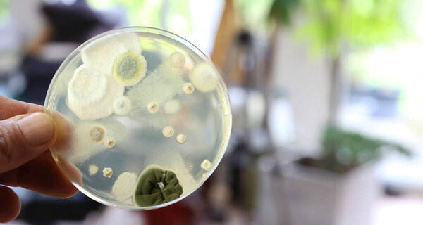 Mould test petri dish agar plate culture medium with spore colonies for measuring mold contamination in the air indoors (focus on center of dish)
