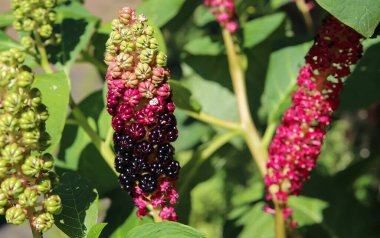 Avrupa 'da mor çiçekli Hindistan Pokeweed (Phytolacca acinosa) bitkisinin (merkezin solundaki çiçeğe odaklan)