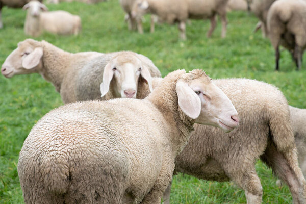 Стадо белых овец стоит вместе на пастбище