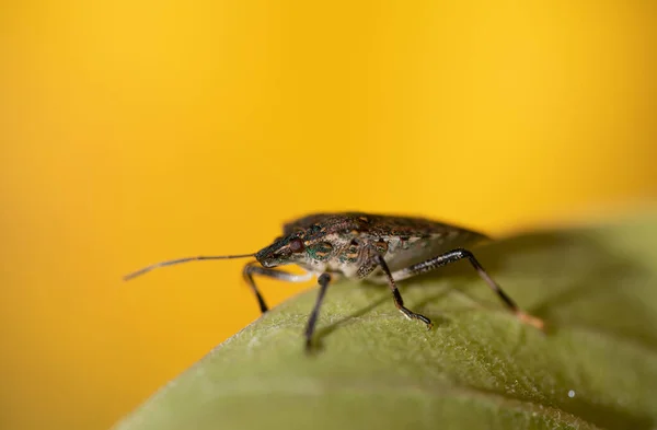 벌레의 사진은 자연의 배경을 있습니다 곤충의 겹눈에 초점이 맞추어 — 스톡 사진