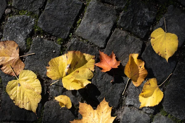 Folhas Outono Coloridas Estão Paralelepípedos Cinzas São Fotografadas Cima — Fotografia de Stock