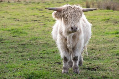 Uzun tüylü beyaz bir Galloway öküzü sabah yeşil bir çayırda duruyor. Arka planda güneş belli belirsiz parlıyor.