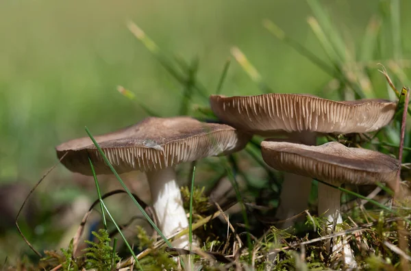 Nahaufnahme Einer Gruppe Heller Pilze Mit Lamellen Die Der Herbstsonne — Stockfoto