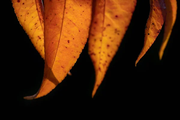 Nahaufnahme Der Roten Oder Orangefarbenen Blätter Des Pfirsichbaums Herbst Die — Stockfoto