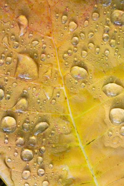 Tło Faktura Żółtego Liścia Którym Znajduje Się Wiele Kropli Wody — Zdjęcie stockowe