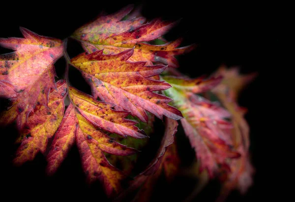 秋天的时候 树叶会变得又红又黄 背景是黑暗的 — 图库照片