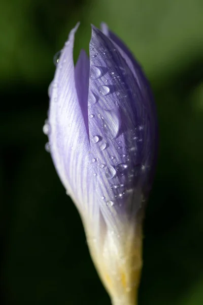 Mor Bir Sonbahar Kırlangıcının Kapalı Çiçeğinin Yakın Çekimi Çiçekte Damlalar — Stok fotoğraf