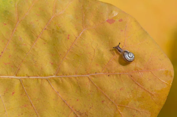 A small and young snail crawls over a yellow leaf in autumn. You can see the snail shell. There is space for text