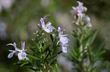 Açık havada yetişen biberiye çiçeklerine yakın çekim. Yapraklar uzun ve dikenli. Çiçekler mor, küçük ve narindir..