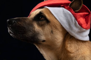 Genç, kahverengi bir Alman çoban köpeği portresi. Köpek kırmızı bir Noel Baba şapkası takıyor. Arka plan karanlık..