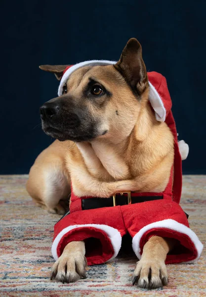 Ein Junger Brauner Schäferhund Nikolauskostüm Sitzt Auf Einer Matte Vor — Stockfoto
