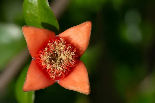 Close-up of the blossom of a pomegranate tree. The inner petals are missing. You can see the pollen of the flower against a green background.