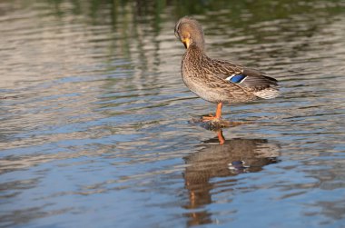 Dişi bir ördek nehirde bir taşın üzerinde duruyor. Kuş suya yansıyor.
