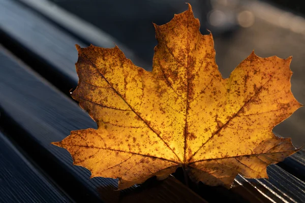 Close up of a maple leaf in autumn. The sheet is on a dark wooden bench. The sun shines through the leaf from behind. The leaf is wet.