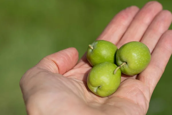 Close-up of a hand holding and offering three green, fresh and unripe olives. The hand is outstretched. The olives are picked from the tree.