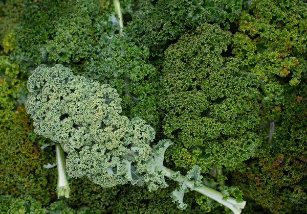 Loose leaves of kale photographed from above form a green background.