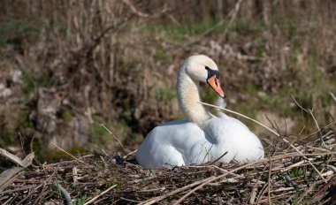 Baharda beyaz dilsiz bir kuğu yuvasında oturur. Kuğunun gagasında bir tüy var. Arkaplan kurak.