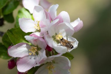 Bir elma ağacının dalına yakın çekim. Çiçekler baharda açar. Bir bal arısı yiyecek arar..
