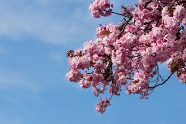 Baharda pembe bir kiraz ağacının taç ayrıntıları. Gökyüzü mavi. Metin için boşluk var
