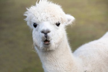 Beyaz bir alpakanın başını kapat ve hayret içinde büyük siyah gözlerle kameraya bak..