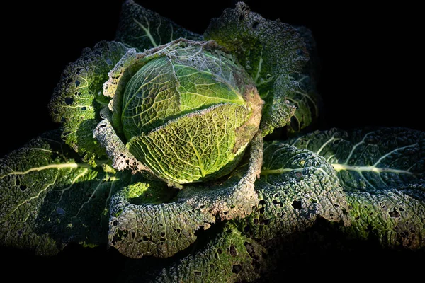 Close Savoy Cabbage Field Plant Covered Frost Background Dark Which Fotos de stock